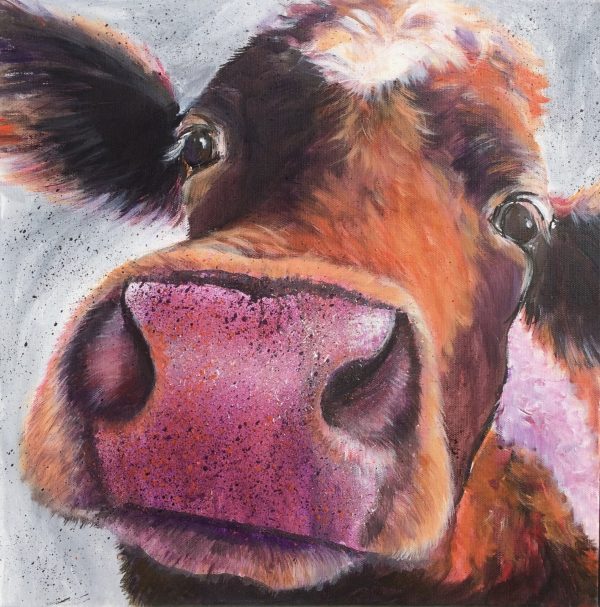 guernsey cow