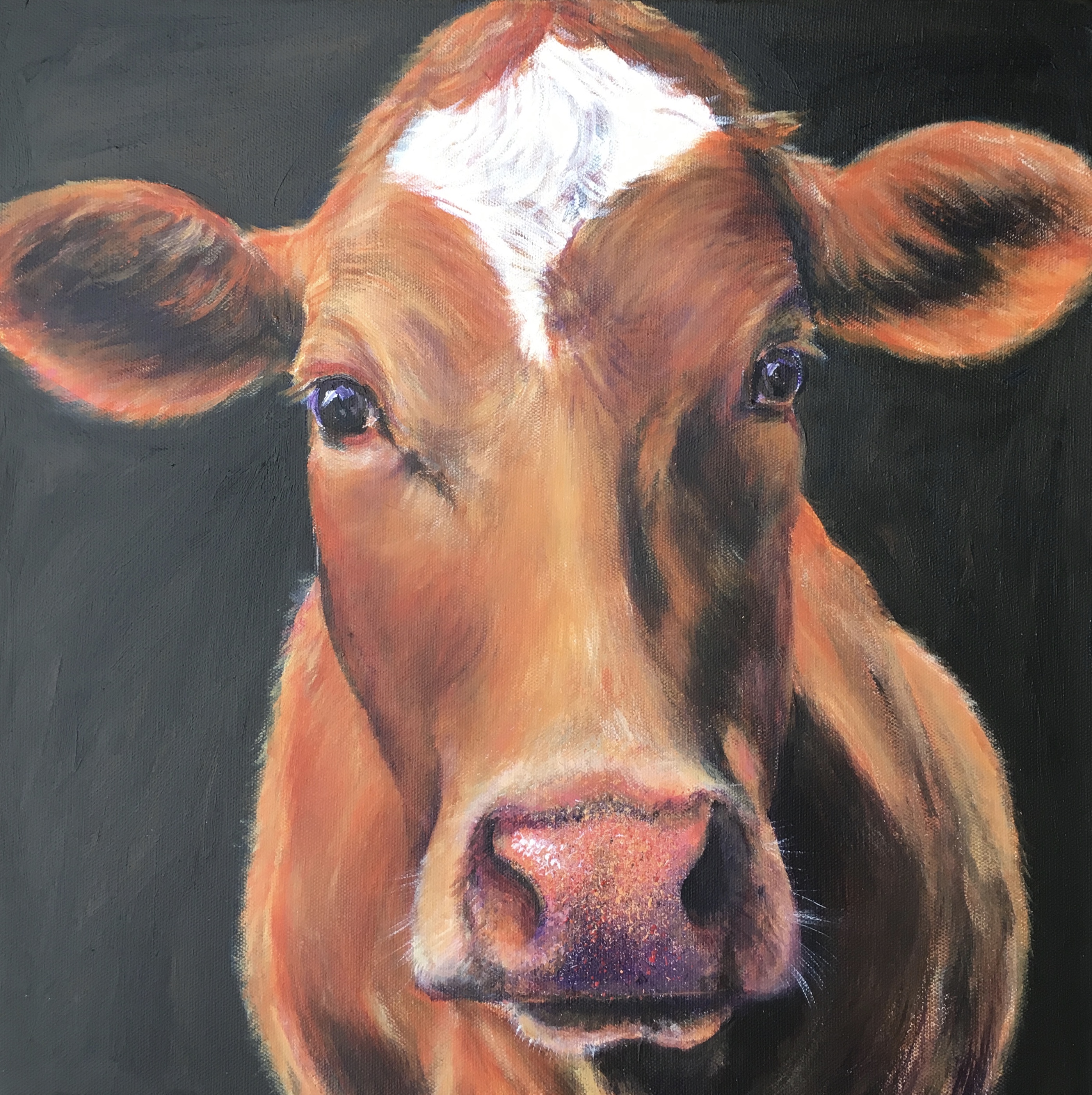 annabelle guernsey cow