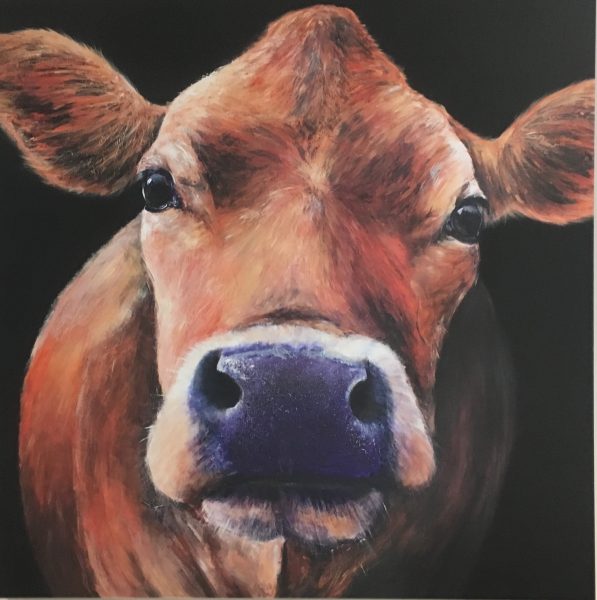 Belinda the Jersey cow