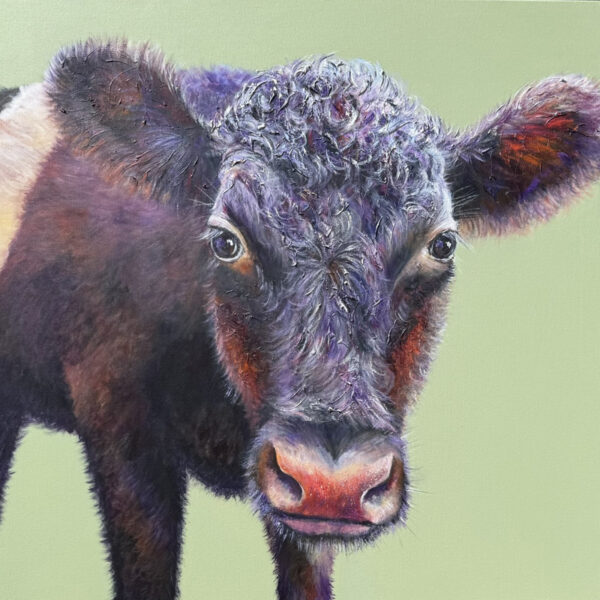 Dexter cow on green yellow background