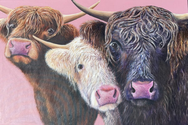 Three highland cows - one black, one brown and one white, on a pink background